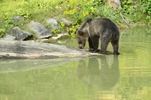 Images Dated 30th May 2013: Young Brown Bear -Ursus arctos- with its reflection in the water, captive