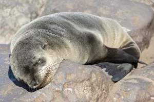 Young Brown Fur Seal or Cape Fur Seal -Arctocephalus pusillus- sleeping on a rock, Dorob National Park, Cape Cross