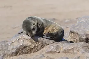 Seal Animal Prints: Young Brown Fur Seal or Cape Fur Seal -Arctocephalus pusillus- sleeping on a rock