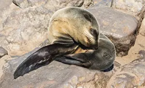 Caniformia Prints: Young Brown Fur Seal or Cape Fur Seal -Arctocephalus pusillus- sleeping on a rock