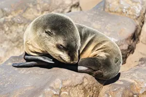 Caniformia Prints: Young Brown Fur Seal or Cape Fur Seal -Arctocephalus pusillus- sleeping on a rock