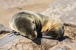 Caniformia Prints: Young Brown Fur Seal or Cape Fur Seal -Arctocephalus pusillus- sleeping on a rock