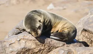 Caniformia Prints: Young Brown Fur Seal or Cape Fur Seal -Arctocephalus pusillus- sleeping on a rock