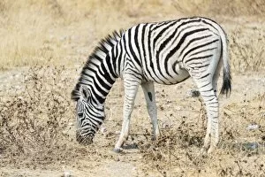 Plains Zebra Gallery: Young Burchells Zebra -Equus burchellii-, Etosha National Park, Namibia