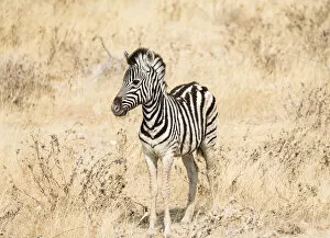 Young Burchells Zebra -Equus quagga burchellii- standing in the dry bush, Etosha National Park, Namibia