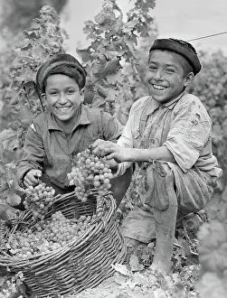 Laughing Prints: Young Chilean Grape Harvesters