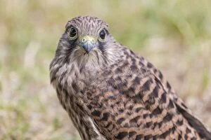 Animal Portrait Gallery: Young Common Kestrel -Falco tinnunculus- perched on the ground, Seewinkel, Burgenland, Austria