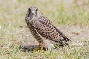 Images Dated 5th June 2014: Young Common Kestrel -Falco tinnunculus- perched on the ground, Seewinkel, Burgenland, Austria