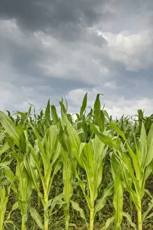 Young corn in a field -Zea mays subsp. mays- under cloudy skies, Baden-Wuerttemberg, Germany, Europe