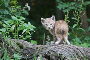 Young Eurasian Lynx -Lynx lynx- standing on a tree trunk, captive, Tierpark Sababurg, Hofgeismar, Hesse, Germany