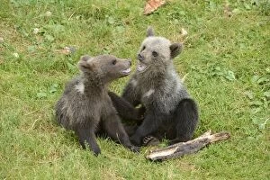 Images Dated 28th July 2012: Young European Brown Bears -Ursus arctos arctos- playing, Jura, Switzerland, Europe