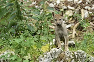Young European Wolf -Canis lupus lupus-, standing on a rock, Jura, Switzerland, Europe