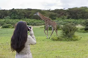 Kenya Prints: Young female photographer taking pictures of a Masai Giraffe -Giraffa camelopardalis tippelskirchi
