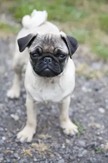 Lap Dog Prints: Young female pug