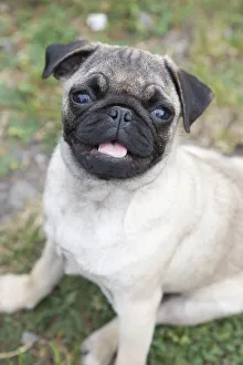 Blurred Gallery: Young female pug