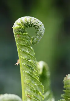 Young fern, Lady Fern -Athyrium filix-femina-