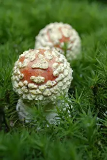 High Section Prints: Young Fly Agaric (Amanita muscaria) in moss