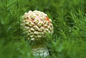 Young Fly Agaric (Amanita muscaria) on moss