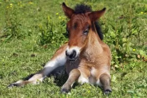 Perissodactyla Gallery: Young foal, Icelandic Horse, Icelandic Pony (Equus przewalskii f. caballus)