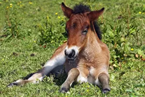 Resting Prints: Young foal, Icelandic Horse, Icelandic Pony (Equus przewalskii f. caballus)