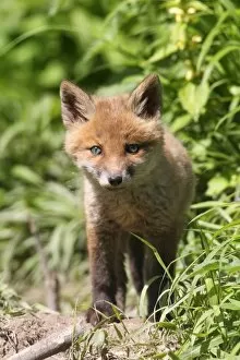 Images Dated 20th May 2013: Young fox -Vulpes vulpes-, pup, six weeks, Allgau, Bavaria, Germany