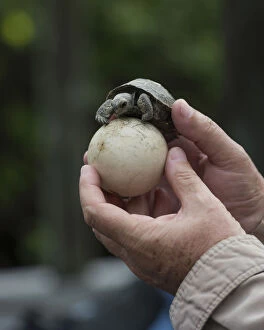 Young Galapagos Giant Tortoise -Chelonoidis nigra- on an egg, Isabela Island, Galapagos Islands, Ecuador