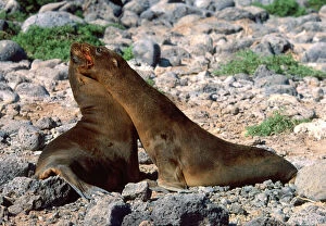 Young Collection: Young Galapagos Sea Lions (Zalophus californianus wollebaeki)