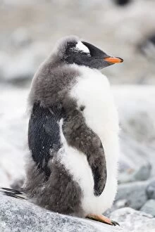 Young Gentoo Penguin -Pygoscelis papua-, moulting, Antarctic Peninsula, Antarctica