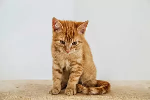 Images Dated 14th October 2012: Young ginger tabby domestic cat, kitten, sitting on a scratching post