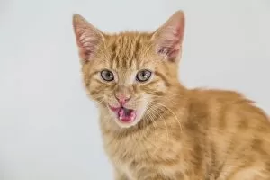 Young ginger tabby domestic cat, kitten