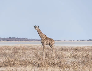Young Giraffe -Giraffa camelopardis- in the dry grasslands, in the back the Etosha Pan, Etosha National Park, Namibia