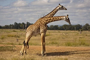 Two young Giraffes -Giraffa camelopardalis- standing side by side, South Luangwa, Zambia