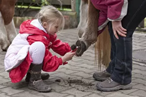 Perissodactyla Gallery: Young girl cleaning the hooves of a pony