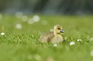Young graylag goose -Anser anser-, gosling, resting, Zug, Switzerland, Europe