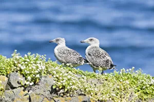 Images Dated 10th July 2011: Young Great Black-backed Gull -Larus marinus-, hike at Fuglabjagarnes, northeastern coast