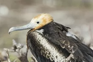Galapagos Islands Gallery: Young Great Frigatebird -Fregata minor-, Isla Genovesa, Galapagos Islands