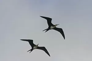 Galapagos Islands Gallery: Young Great Frigatebirds -Fregata minor- in flight, Isla Genovesa, Galapagos Islands