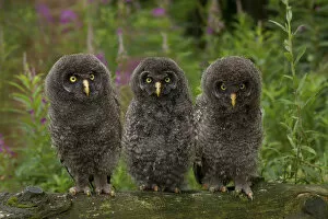 Animals In Captivity Collection: Young Great Grey Owls -Strix nebulosa-, Germany
