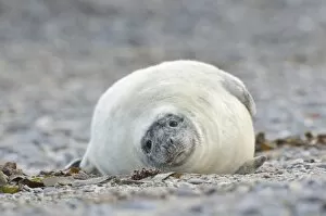 Images Dated 17th December 2012: Young Grey Seal -Halichoerus grypus- pup, on the beach, Dune island, Helgoland