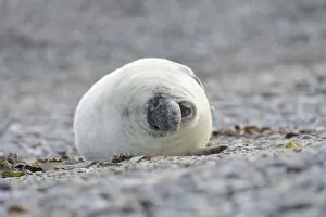 Images Dated 17th December 2012: Young Grey Seal -Halichoerus grypus- pup, on the beach, Dune island, Helgoland