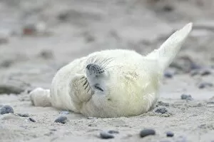 Images Dated 16th December 2012: Young Grey Seal -Halichoerus grypus- pup, on the beach, Dune island, Helgoland