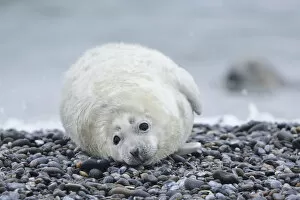 Images Dated 16th December 2012: Young Grey Seal -Halichoerus grypus- pup, on the beach, Dune island, Helgoland