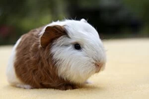 Young guinea pig, Swiss Teddy breed, gold-white coloured
