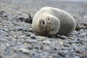 Images Dated 16th December 2012: Young Harbour Seal -Phoca vitulina- lying on a pebble beach, Dune island, Helgoland