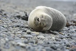Seal Animal Prints: Young Harbour Seal -Phoca vitulina- lying on a pebble beach