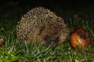 Images Dated 10th October 2014: Young hedgehog -Erinaceus europaeus- with red apple, Bavaria, Germany