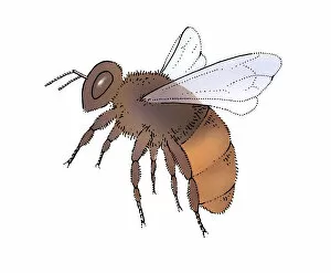 Young honey bee (Apis mellifera)