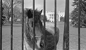 Young Horse Standing Behind Fence