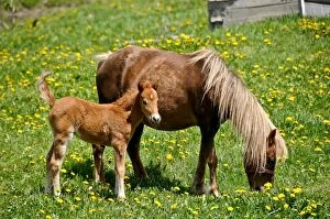 A very young horse is standing beside its mother