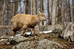 Images Dated 20th March 2011: Young Ibex
